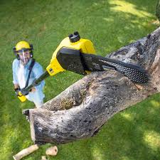 Professional Tree Removal and Landscaping Services in Leipsic, OH